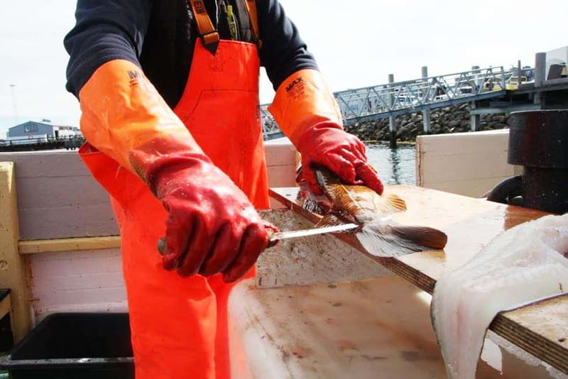 Reykjavik: Traditional Sea Fishing with BBQ Feast - From city to bay: gear, safety, and what the 12-person limit changes