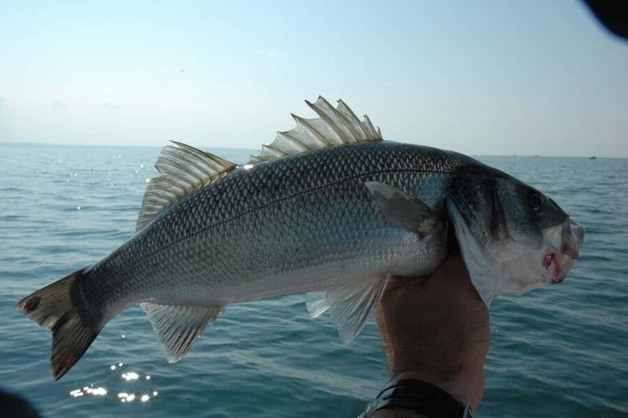 Rhodes: (4H/6H) Private Boat Fishing Trip with Equipment - Key highlights you’ll care about