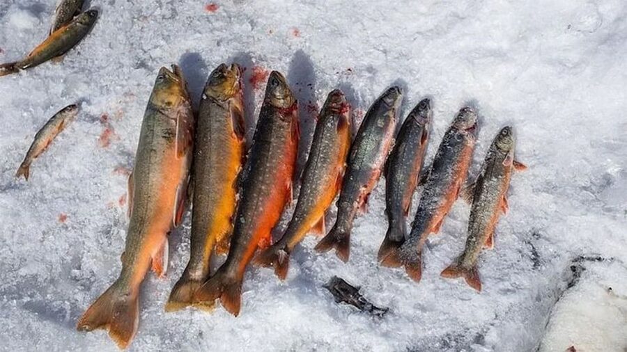 Rovaniemi: Half-Day Snowmobile & Ice Fishing Experience - Key points to know before you go