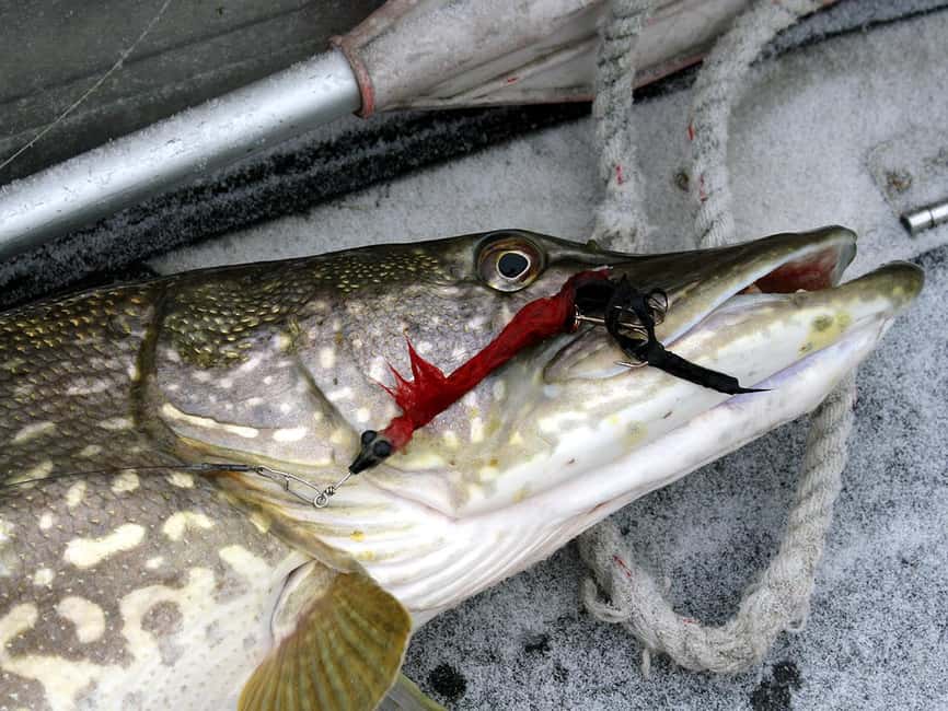 Rovaniemi: Snowshoeing, Ice Fishing and Salmon in Kota - Key highlights to look for