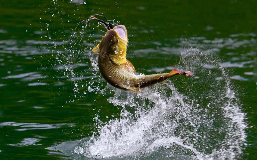 Rovaniemi: Summer & Autumn Fishing Tour in Lapland & BBQ - Key Details That Make This Tour Worth Your Time