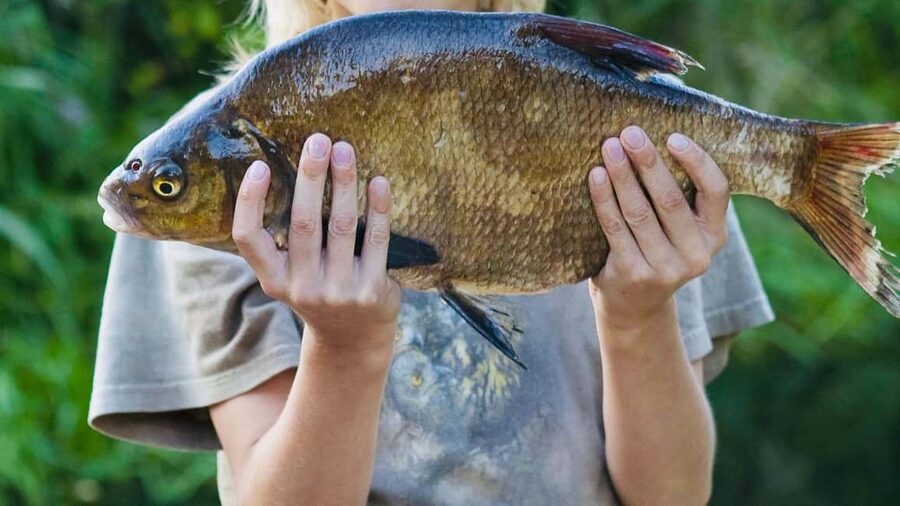 Rovaniemi: Summer & Autumn Fishing Tour in Lapland & BBQ - How the Pricing Makes Sense for What You Get