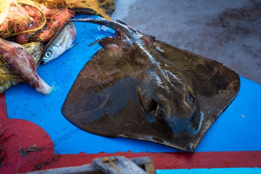 Santorini: Traditional Fishing Trip and Fresh Fish Lunch - Hotel pickup to the harbor: less hassle, more sea time
