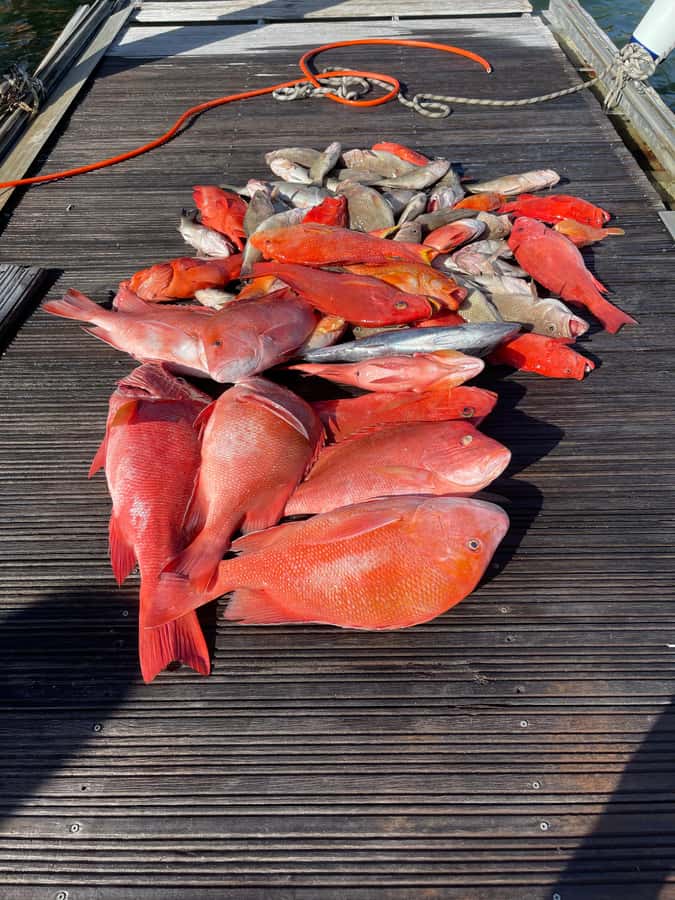 Seychelles: Guided Fishing Trip with Pickup and Equipment - The catch moment and the photo payoff