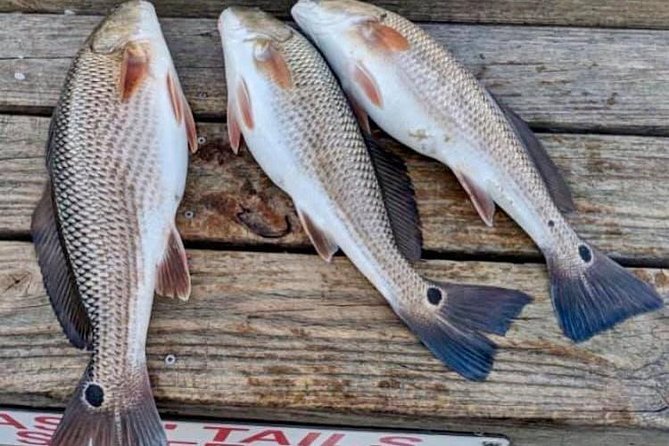 Shared Deep Sea Fishing Trip from Destin - Bottom fishing targets: what you might actually catch