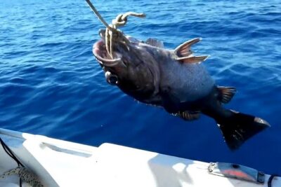 "Side Half-Day Fishing Adventure: Transfer Included!" - Gear Included: A Plus You Should Actually Use