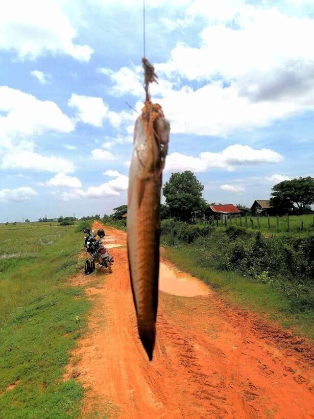 Siem Reap: Fishing in the rice fields, in the villages of Siem Reap - Nature reality check: snakes and other dangerous wildlife