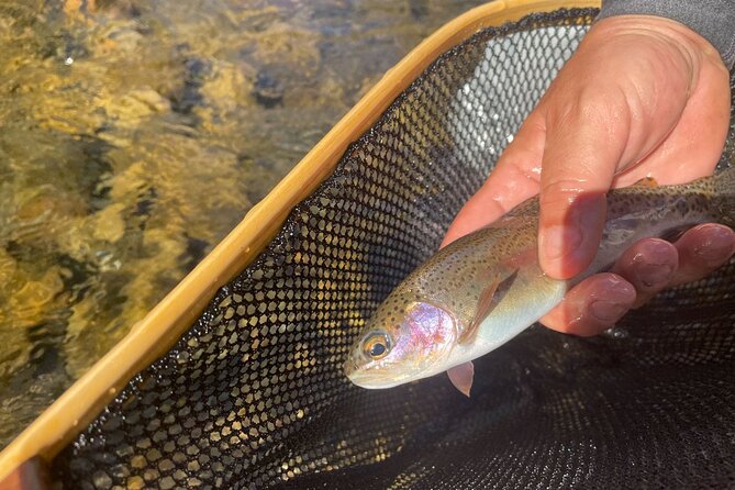 Smoky Mountains National Park Half Day Fly Fishing - Meeting at Embassy Suites: the part that keeps your day stress-free