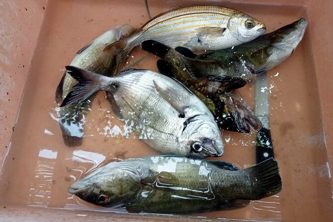 Snorkeling and Diving in the Gulf of Tavolara with Fishing - Price and Value: What You’re Really Paying For