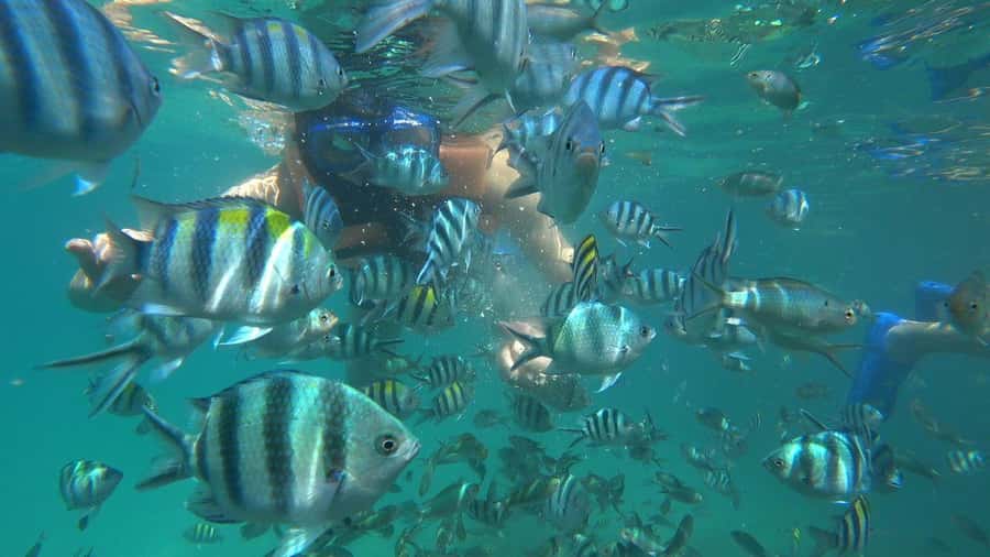 Snorkeling Kayaking Fishing Swimming Activities - Underwater Viewing with a Diver: Coral Reefs, Nemo Fish, and GoPro Photos
