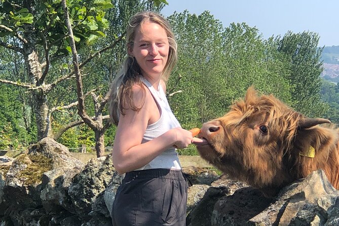 St Andrews & Fishing Villages of Fife Private Tour from Edinburgh - Craigies Farm and Highland coos in a quick 10-minute window