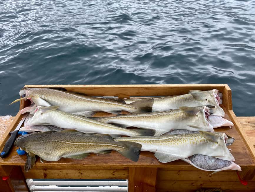 Tromsø: Fishing & Fjord Cruise - The 270 Minutes: What You’ll Do on the Water