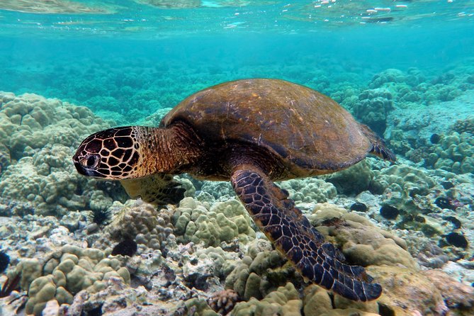 V.I.P Snorkeling & Fishing Tour ( Speed Boat ) Minimum 02 people - Bamboo Island (Con Sê Tre) lunch and beach time: where the day slows down