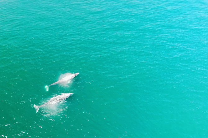 Whale Watching and Fishing Combination Excursions - Key Things to Know Before You Go