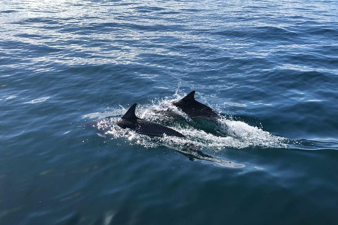 Whale Watching and Fishing Combination Excursions - Dana Point’s RIB ride: finding whales, dolphins, and sea life fast
