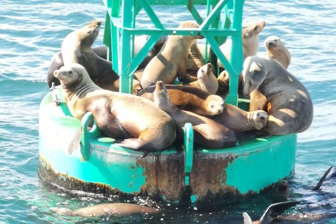 Whale Watching and Fishing Combination Excursions - Licenses, snacks, and what to bring for a smooth 3-hour outing