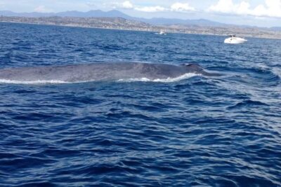 Whale Watching and Fishing Combination Excursions - Fishing with provided gear: how to set expectations (and raise your odds)