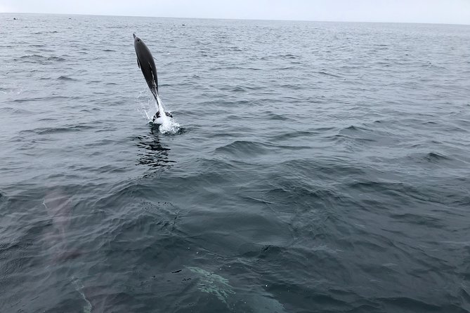Whale Watching and Fishing Combination Excursions - Small group size and timing: why half-day fits Dana Point well