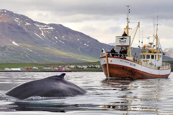 Whale Watching and Sea Angling Tour - Quick hits: what makes this tour worth your time