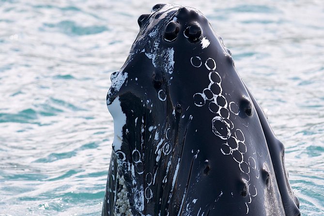 Whale Watching and Sea Angling Tour - Why Eyjafjörður whale watching works so well