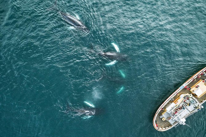 Whale Watching and Sea Angling Tour - What whales you can realistically hope to see