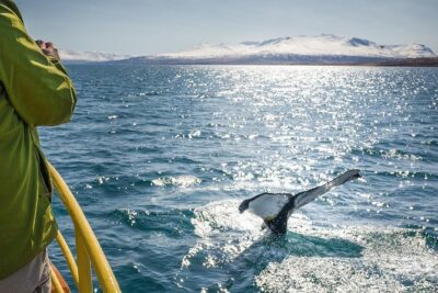 Whale Watching and Sea Angling Tour - Boat comfort and getting on board without drama