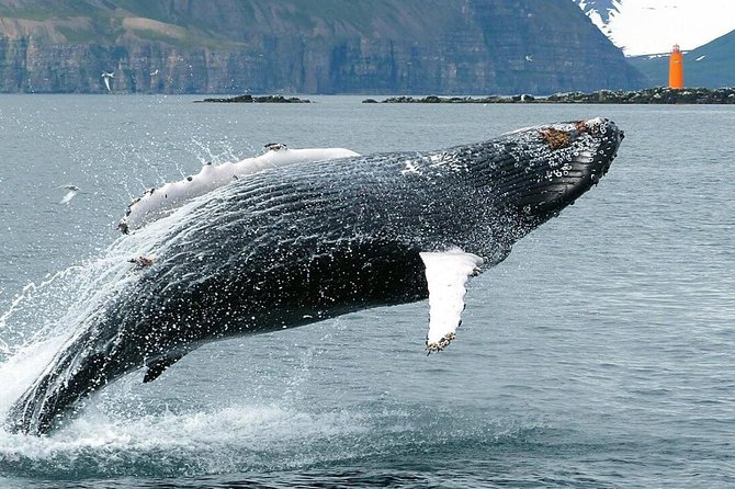 Whale Watching and Sea Angling Tour - The sea angling add-on: fun, but know what you’re signing up for