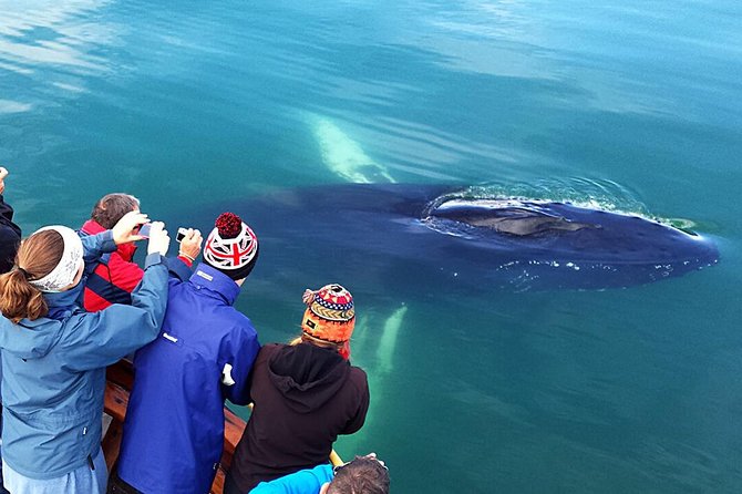 Whale Watching and Sea Angling Tour - Price and value: is $100 a good deal?