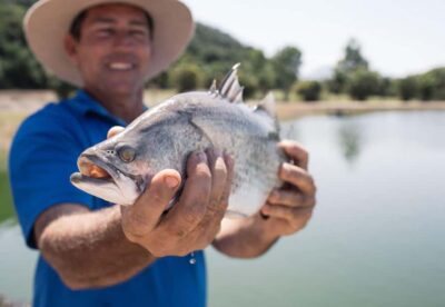 Wonga Beach: Hook-A-Barra Fishing Experience - Barramundi 101: why these fish earn their sports-fish reputation