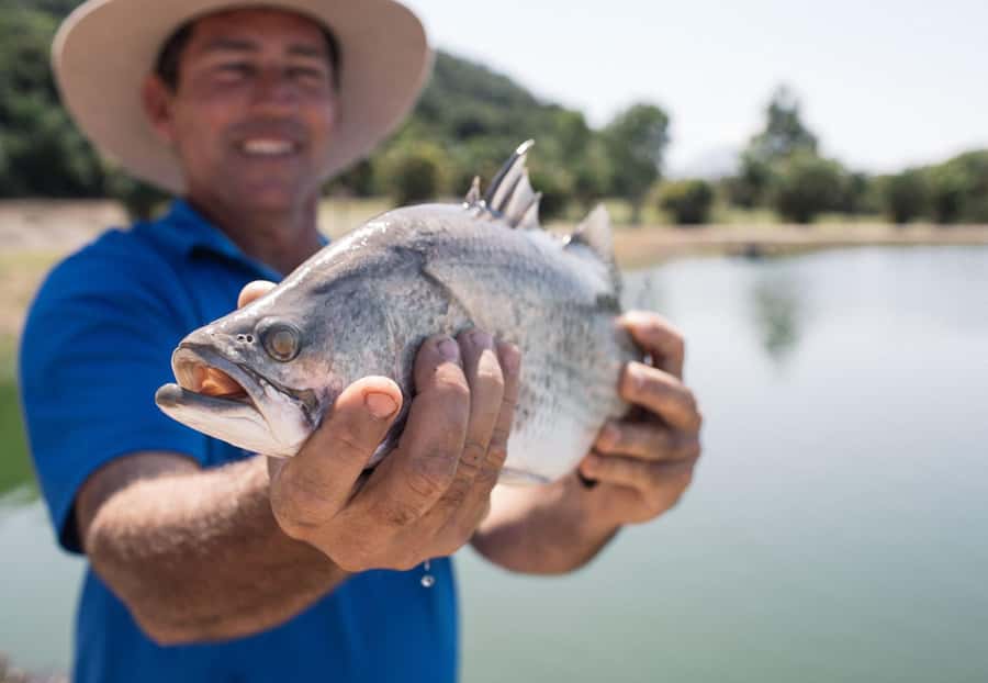 Wonga Beach: Hook-A-Barra Fishing Experience - Barramundi 101: why these fish earn their sports-fish reputation