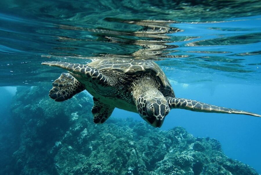 Zante Fishing Tours - Secret Stop Beach Time for Swimming, Snorkeling, and Optional Line Fishing