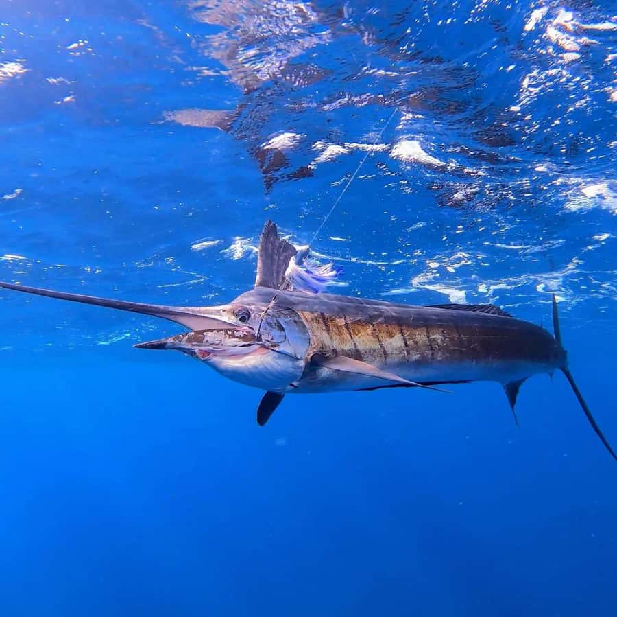 ZANZIBAR FISHING EXPRIENCE - Price and value: is $86 a good deal for Zanzibar fishing?